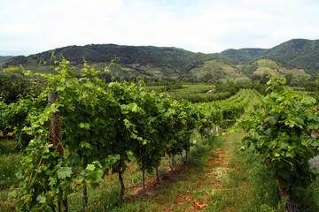 Fototapeta na wymiar vineyards in Wachau