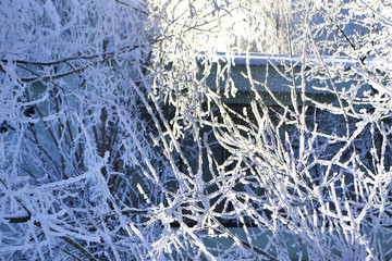 Деревья зимним днём. Морозный солнечный день, ветви деревьев в инее и снегу. 