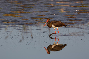Black Stork with reflection in water