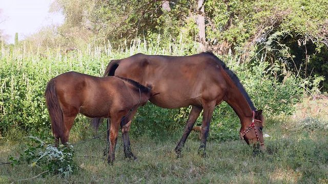 Chestnut horse and foal tied up with rope in a wild field; Horse grazing and foal suckling from his mother