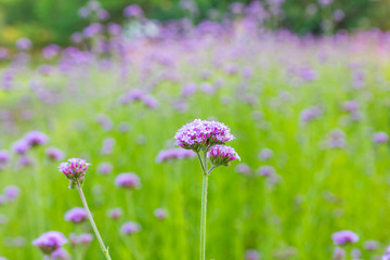 Violet flower is bloom