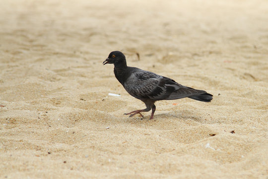 black pigeon on sand in beach