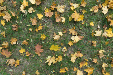 Autumnal background - yellow maple leaves in the grass