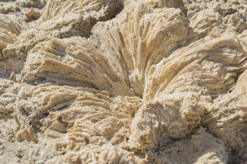 Coral fossil texture background