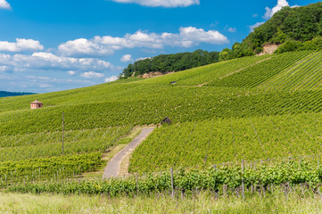 Weinberge am Gaffenberg in Heilbronn