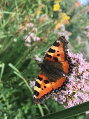 Schmetterling auf Blüte
