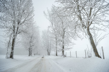 Fototapeta na wymiar Country road leading among frosted trees