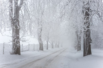 Country road leading among frozen trees in Bakony Forest, Hungary