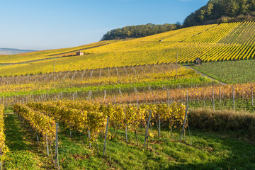 Weinberge am Gaffenberg in Heilbronn im Herbst