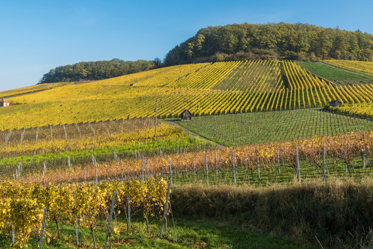 Weinberge am Gaffenberg in Heilbronn im Herbst