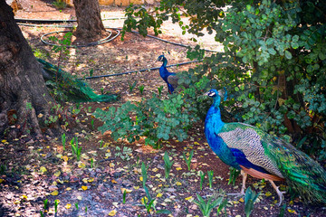 Obraz premium Peacocks in the park