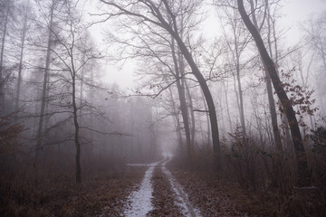 Foggy path in the forest