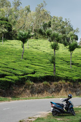 Promenade en scooter au milieu des plantations de thé