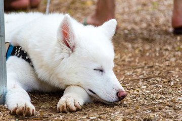 Obraz premium zwierzę domowe