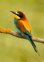 Foto op Plexiglas Portrait of a colorful bird © Gelpi