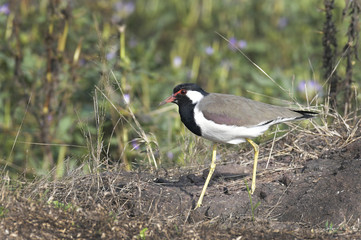 Red Wattled Lapwing Searching For Food