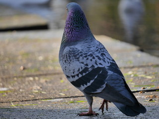 The Pigeon Walk