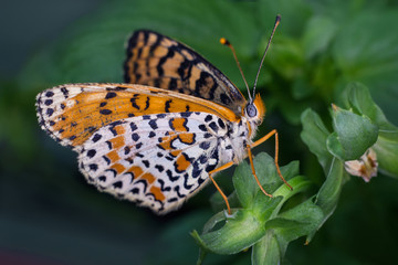 Farfalla Macro