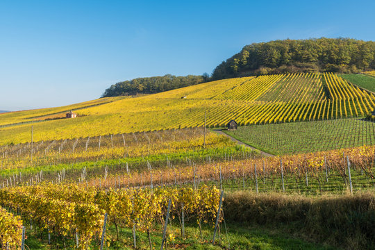 Weinberge am Gaffenberg in Heilbronn im Herbst