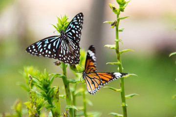 Fototapeta premium Beautiful Butterflies