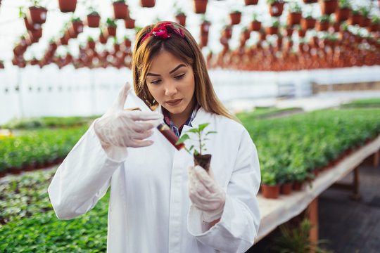 Beautiful Young Woman Working At Plant Nursery And Giving Injection Of Nutrients Into Plant. 