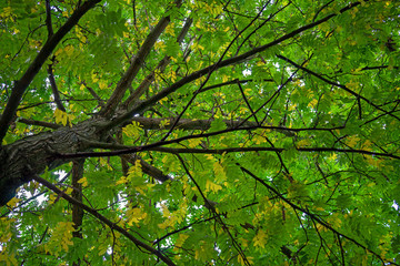 Fototapeta na wymiar Autumn tree branches above with green, yellow and orange colors