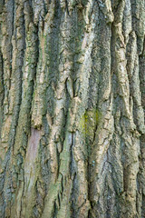 Weathered tree trunk textured background