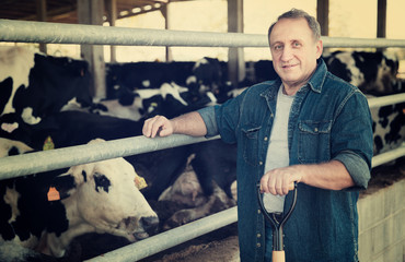 Successful male farmer in cowshed