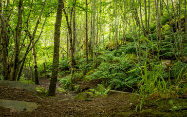 Ancient forest, Scottish Highlands, UK. A footpath winding through the dense green foliage of an old forest in the Highlands of rural Scotland.