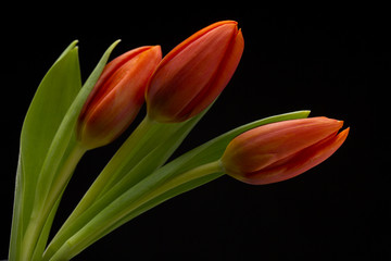 Fototapeta premium colorful tulips