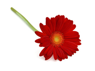 A floral gerber blooming