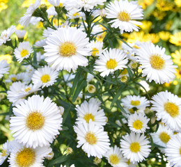 Obraz premium beautiful daisy flowers