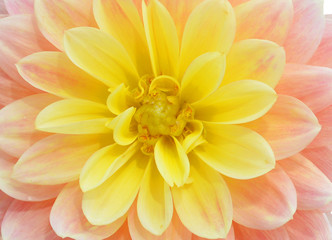 beautiful dahlia flower  in garden