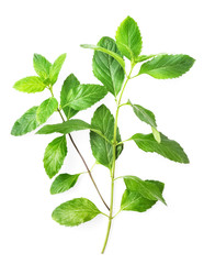 fresh spearmint leaves isolated on the white background