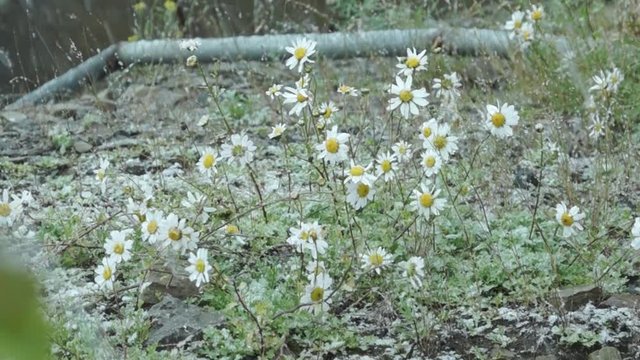 ромашки в снегу