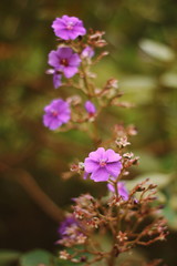 Fototapeta premium Violet Flower