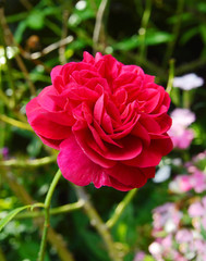 Beautiful red rose in a garden