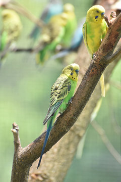 Two Beautiful Yellow Parakeets in a Tree