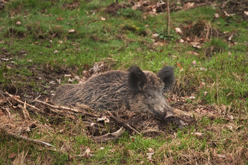 wild boar, sus scrofa, Czech republic