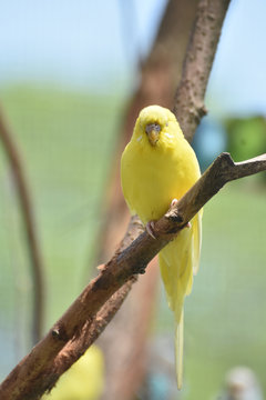 Gorgeous Little Yellow Parakeet Living in the Wild