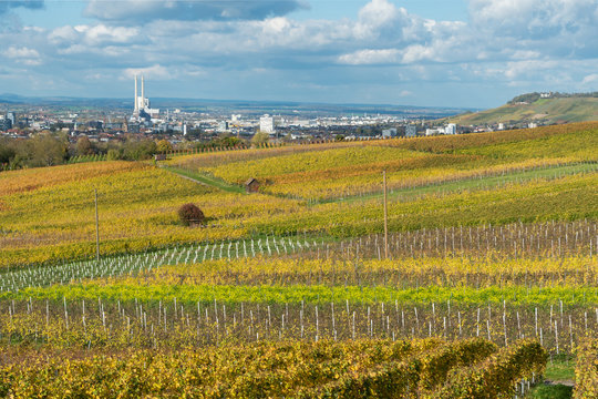 Weinberge am Gaffenberg in Heilbronn im Herbst