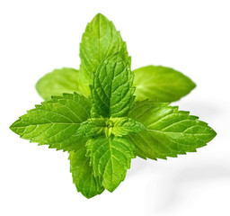fresh spearmint leaves isolated on the white background