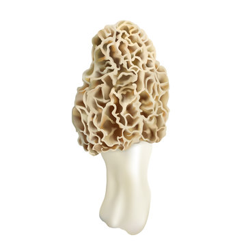 Morel mushroom. Morchella esculenta. Realistic vector illustration on white background.
