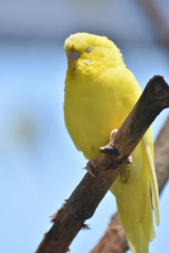 Beautiful Face of a Yellow Budgie Bird