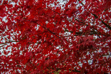 Blutrote Blätter an Bäumen im Herbst