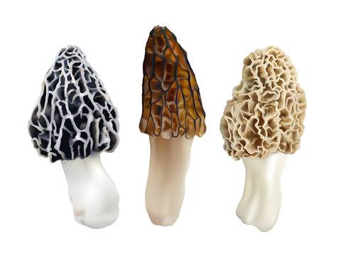 Morel mushrooms. Morchella esculenta, Morchella elata, Morchella  rufobrunnea. Realistic vector illustration on white background.