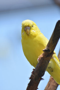 Cute Little Yellow Budgie Bird in Nature
