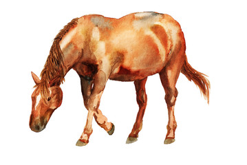 Watercolor red horse © shoshina