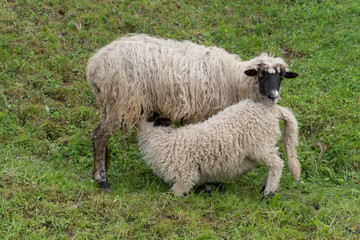 Schaf mit Lamm