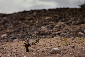 Fuerteventura Desert
